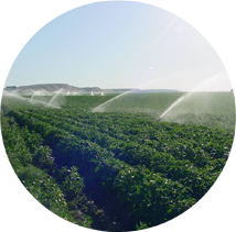 Multiple sprinklers watering a crop